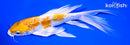 7.5" KIKUSUI BUTTERFLY