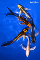 PACK OF (5) 5-6" BUTTERFLY KOI