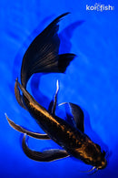 9.5" BENI KIKOKURYU BUTTERFLY