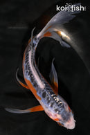 7" HI SHUSUI BUTTERFLY