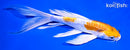 7.5" KIKUSUI BUTTERFLY