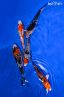 PACK OF (5) 4-5" STANDARD KOI