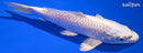 6.5" PLATINUM OGON