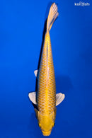 11.5" YAMABUKI OGON