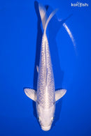 6.5" GINRIN PLATINUM OGON