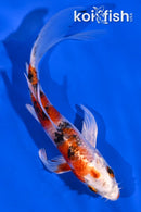 5.5" YAMATO NISHIKI BUTTERFLY