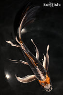9.25" BENI KIKOKURYU BUTTERFLY