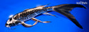 10" KIKOKURYU