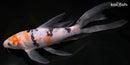7.5" SANKE BUTTERFLY