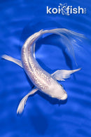 6.5" GINRIN PLATINUM OGON BUTTERFLY