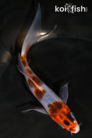 5.75" GOROMO BUTTERFLY