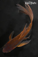 6" OCHIBA SHIGURE BUTTERFLY