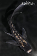 5.25" GINRIN HAGESHIRO BUTTERFLY