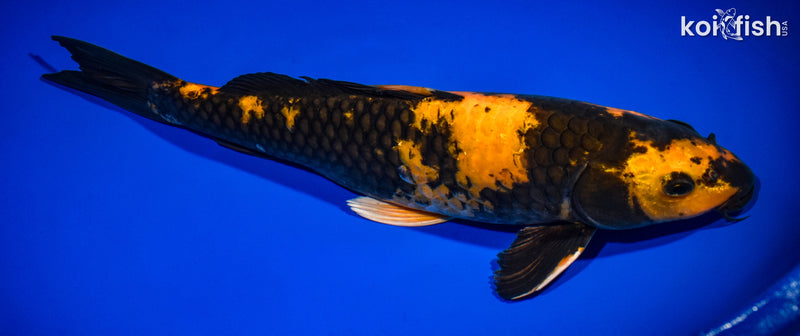 14" HI UTSURI
