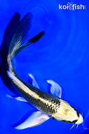 5.25" KI MATSUBA BUTTERFLY