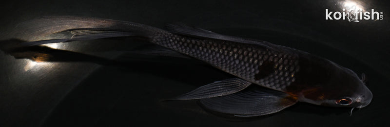 5" OCHIBA SHIGURE BUTTERFLY