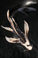 9" KIKOKURYU BUTTERFLY
