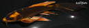 7.75" KIN ORENJI MATSUBA BUTTERFLY