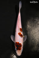 10.25" GOROMO