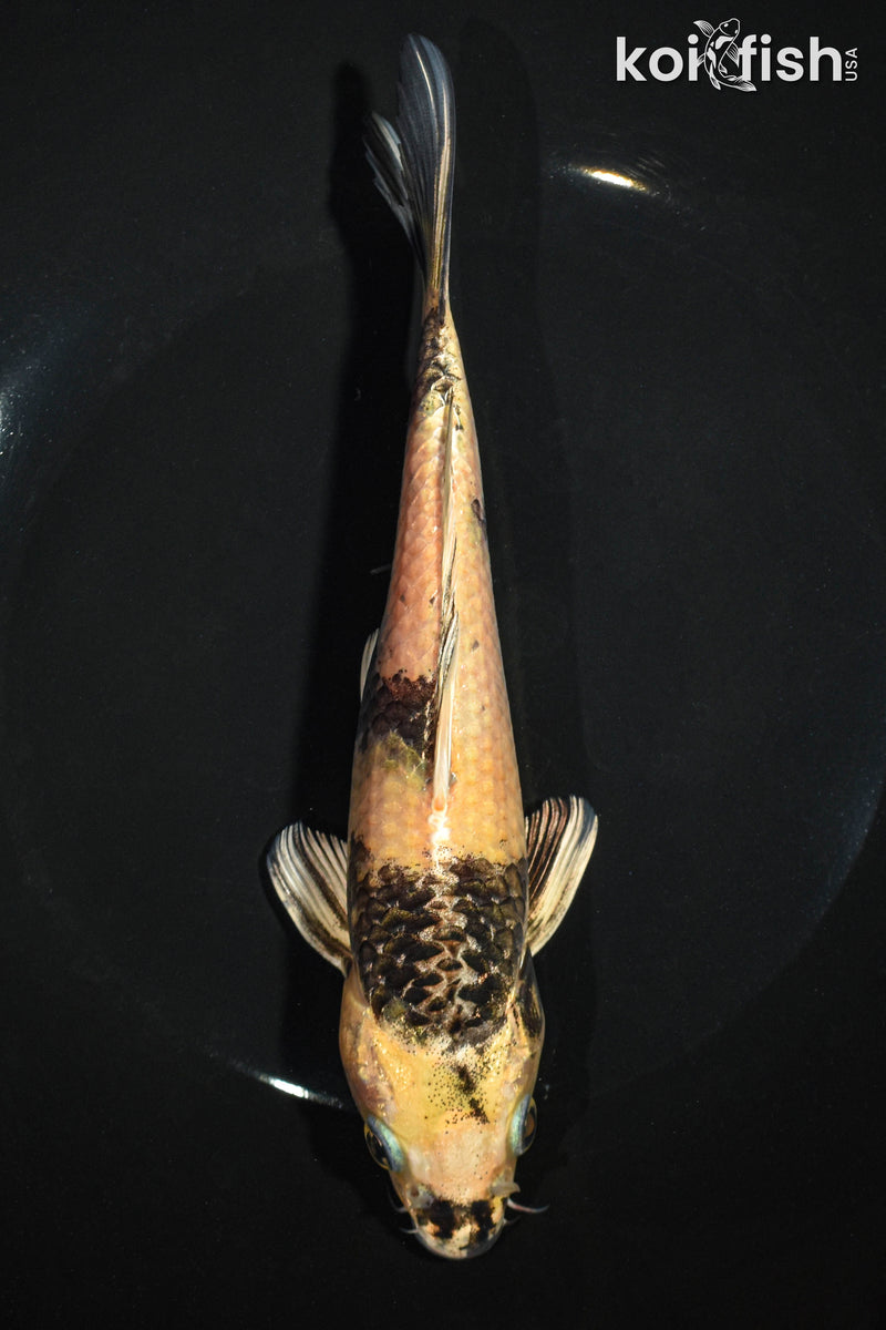 7.75" KIN KI UTSURI