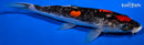 10.5" DOITSU GOSHIKI