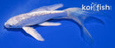 6.5" GINRIN PLATINUM OGON BUTTERFLY