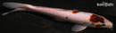 10.25" GOROMO