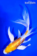 7.5" KIKUSUI BUTTERFLY