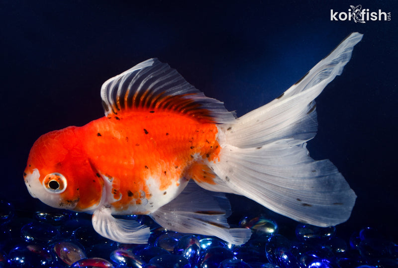 6.5" CALICO ORANDA GOLDFISH