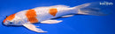 9" GINRIN HARIWAKE BUTTERFLY