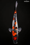 14.5" DOITSU GOSHIKI