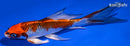 7.75" KUJAKU BUTTERFLY