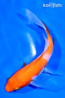 4.5" KOHAKU BUTTERFLY
