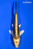 5.75" KIN KIKOKURYU