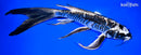 10" KIKOKURYU