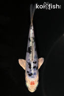 4.25" DOITSU GIN SHIRO BEKKO