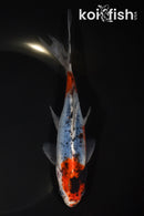 7" SHUBUNKIN GOLFISH