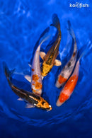 PACK OF (3) 4-4.5" STANDARD KOI