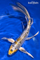 9.25" KIN KIKOKURYU BUTTERFLY