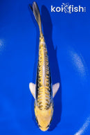 6.25" KIN KIKOKURYU