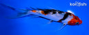 6.5" SANKE BUTTERFLY