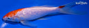 7.5" GINRIN KOHAKU BUTTERFLY
