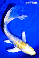 8" LEMON HARIWAKE BUTTERFLY