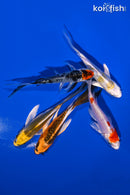 PACK OF (5) 4-5" BUTTERFLY KOI