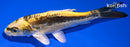 5.75" KIN KIKOKURYU