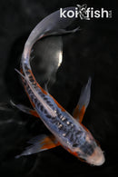 7.5" HI SHUSUI BUTTERFLY