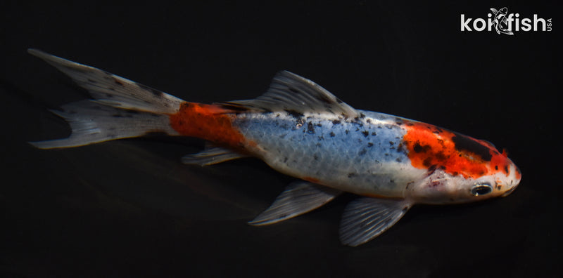 7" SHUBUNKIN GOLFISH