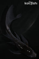 5" OCHIBA SHIGURE BUTTERFLY