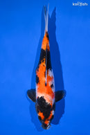 11.75" SHOWA