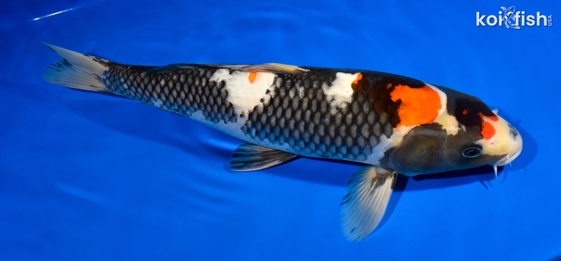 13.75" SHOWA